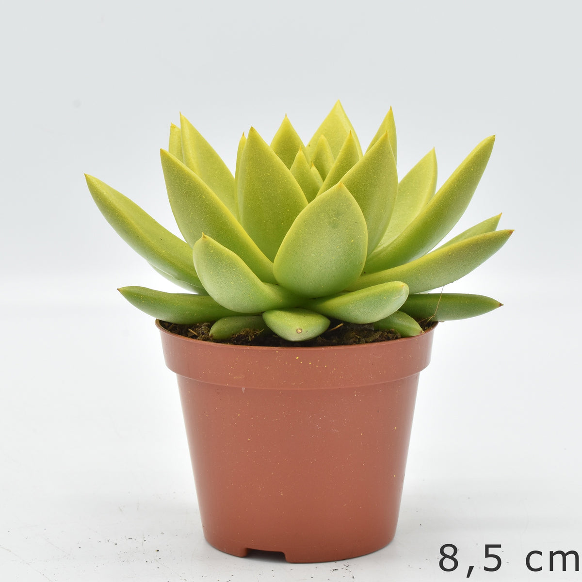 Echeveria Miranda 13cm 10.5cm Pot