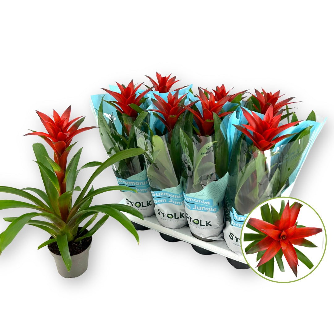 Guzmania Amoretto 50cm 14cm Pot