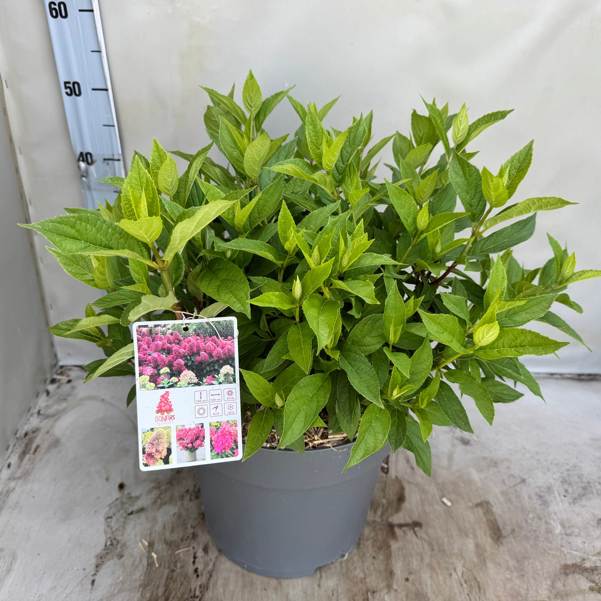 Hydrangea paniculata 50cm 30cm Pot