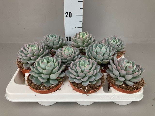 Echeveria Hybrid 12cm 11cm Pot