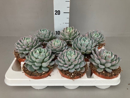 Echeveria Hybrid 12cm 11cm Pot