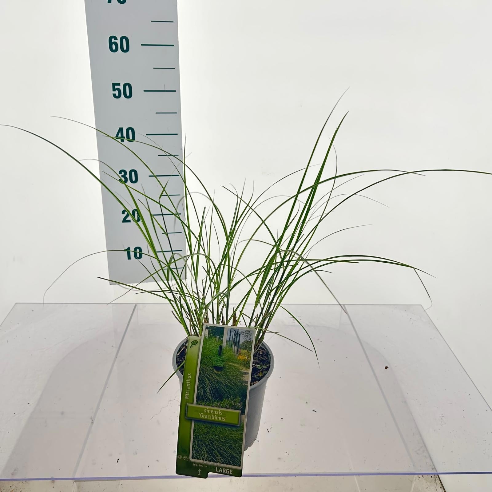Miscanthus sin. Gracillimus 45cm 17cm Pot