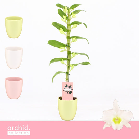 Dendrobium Apollon (+ drp.Lotte mix) 50cm 12cm Pot