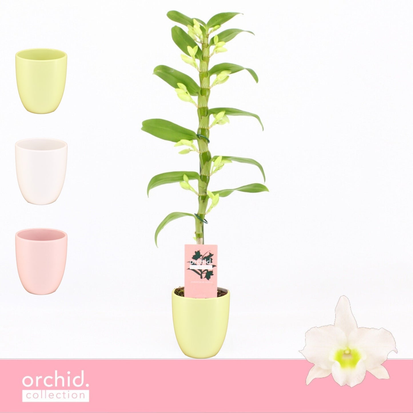 Dendrobium Apollon 50cm 12cm Pot
