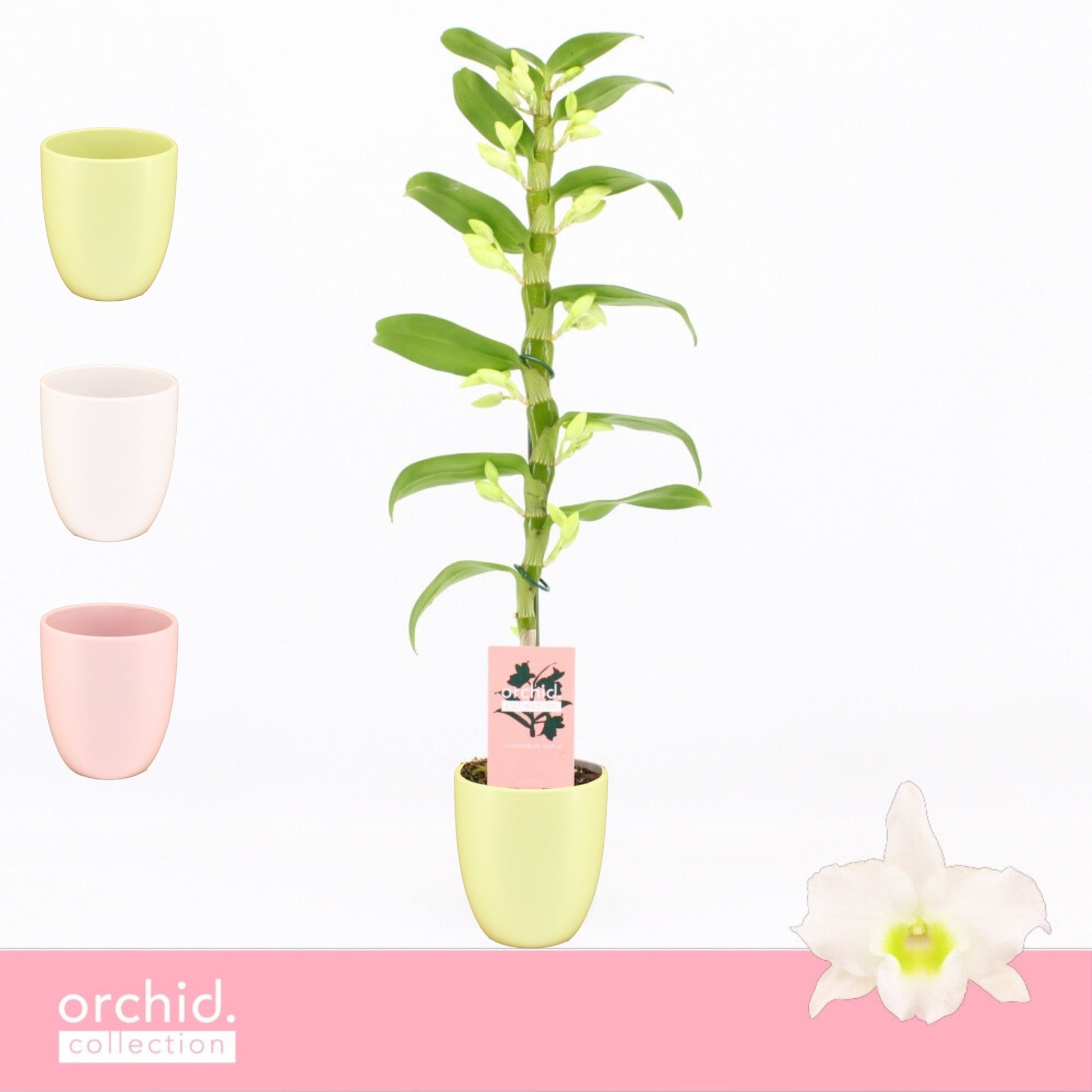 Dendrobium Apollon 50cm 12cm Pot