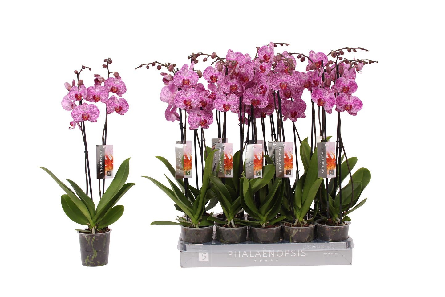 Vijverberg BV, kw. Piet Phalaenopsis Prague Pack of 10