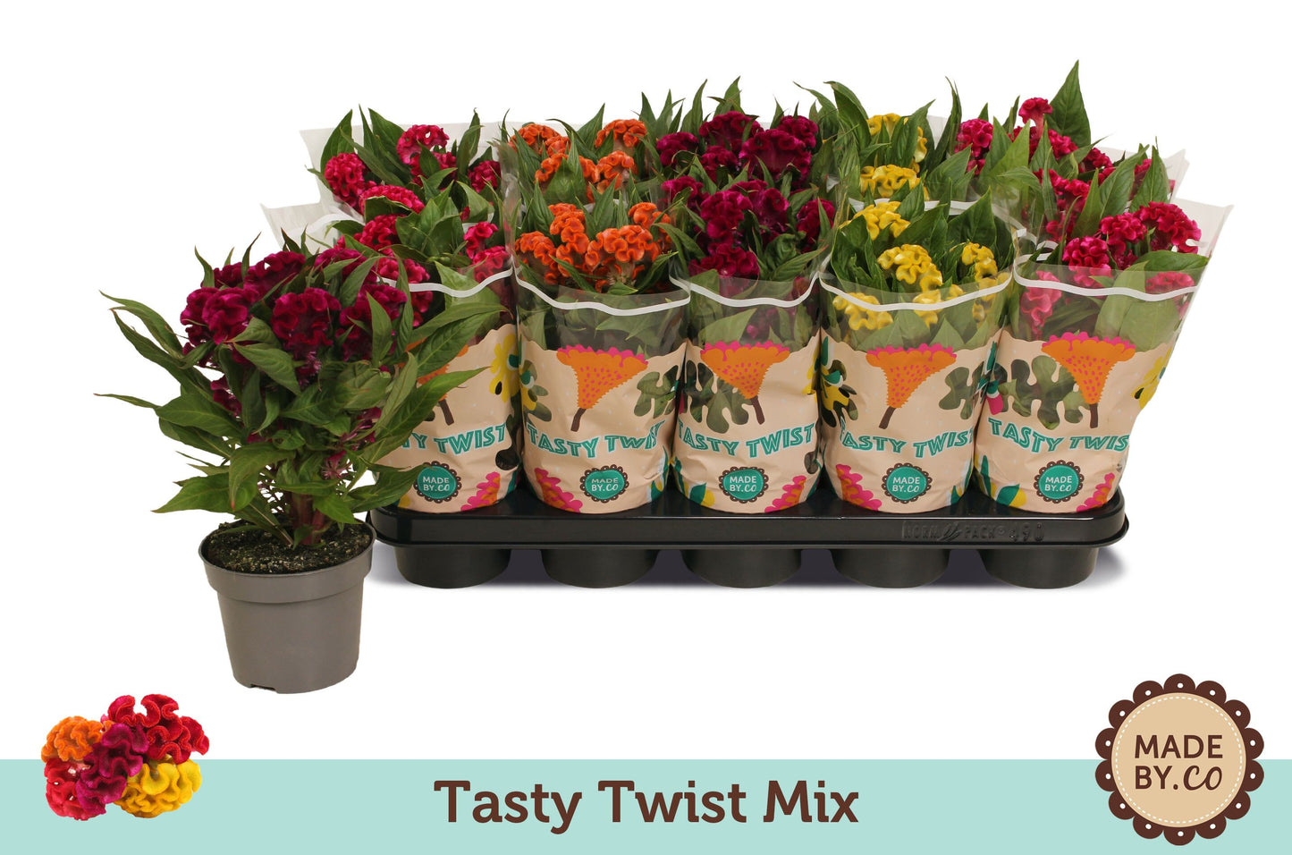 Celosia Twisted mix 27cm 12cm Pot