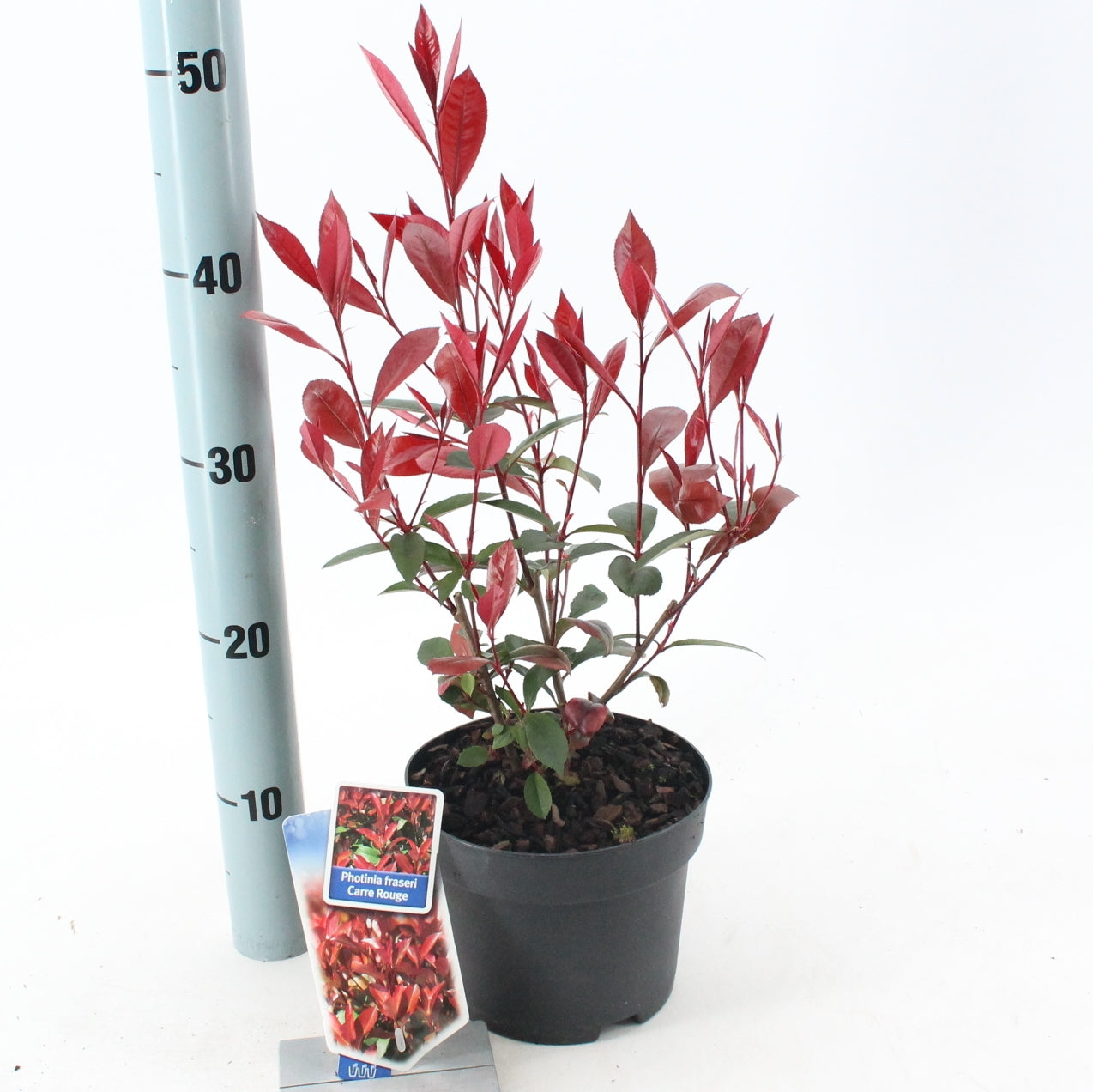 About Plants Zundert BV Photinia fra. Carre Rouge Pack of 1