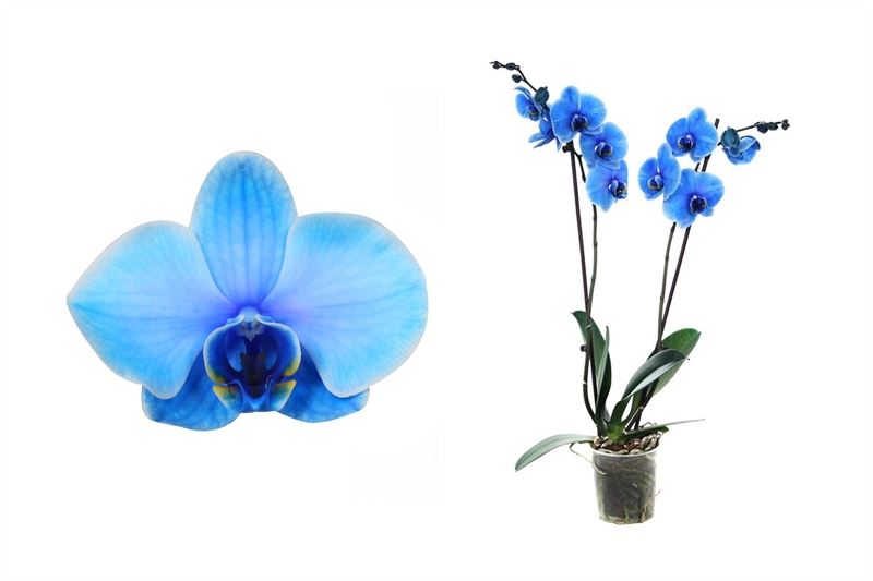 Phalaenopsis Hybrid 70cm 12cm Pot
