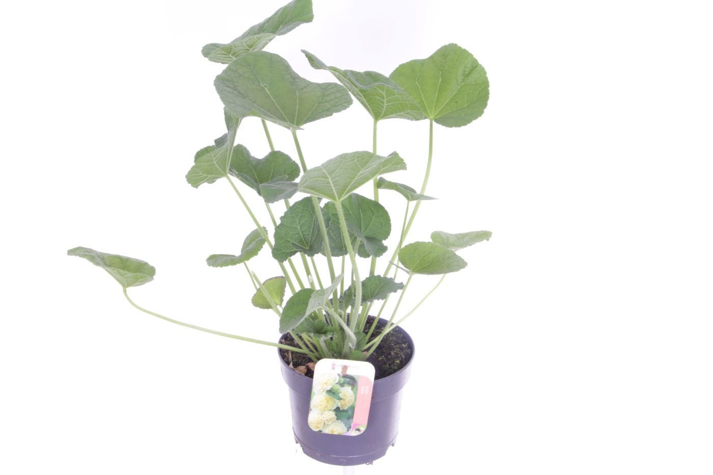 Alcea rosea 50cm 17cm Pot