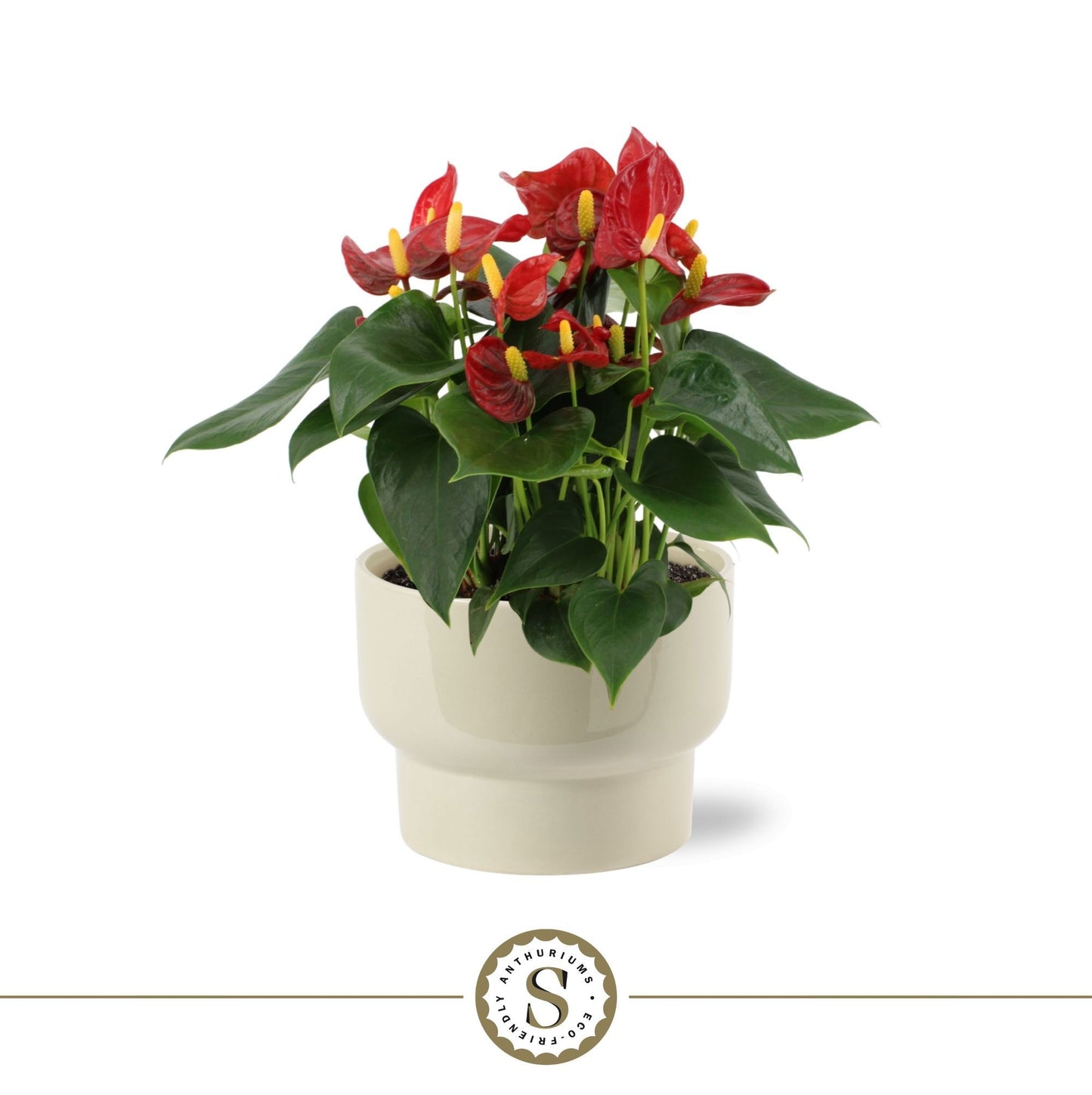 Anthurium Red Champion 30cm 17cm Pot