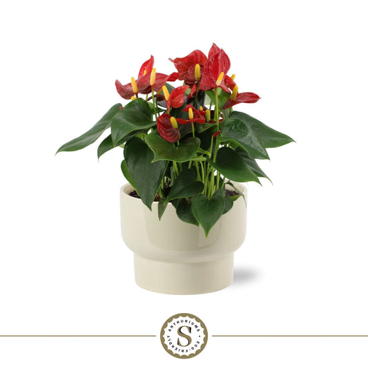 Anthurium Red Champion 30cm 17cm Pot