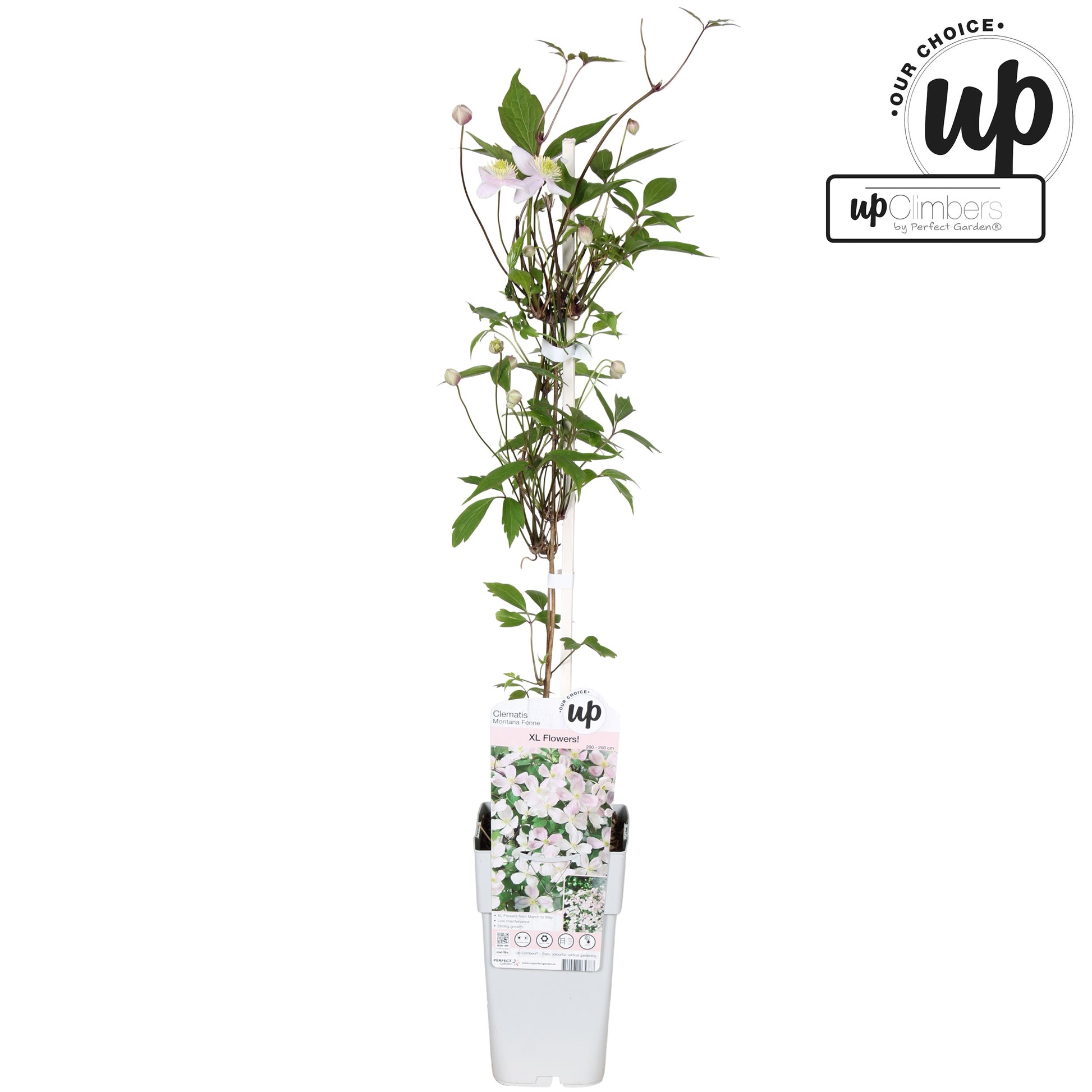 Clematis montana mix 65cm 15cm Pot