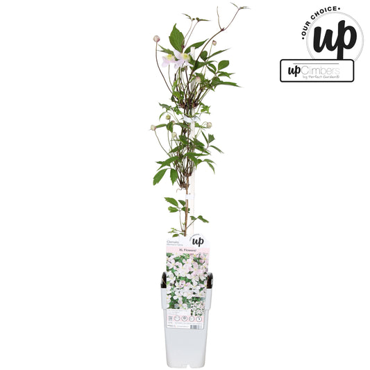 Clematis montana mix 65cm 15cm Pot