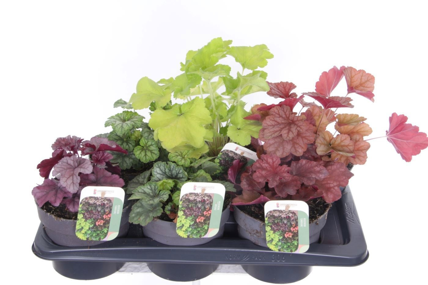 Heuchera hybrid 35cm 17cm Pot