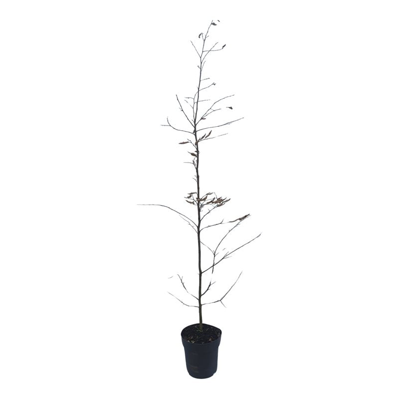 Carpinus betulus 150cm 21cm Pot