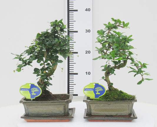 Carmona Bonsai 35cm 20cm Pot