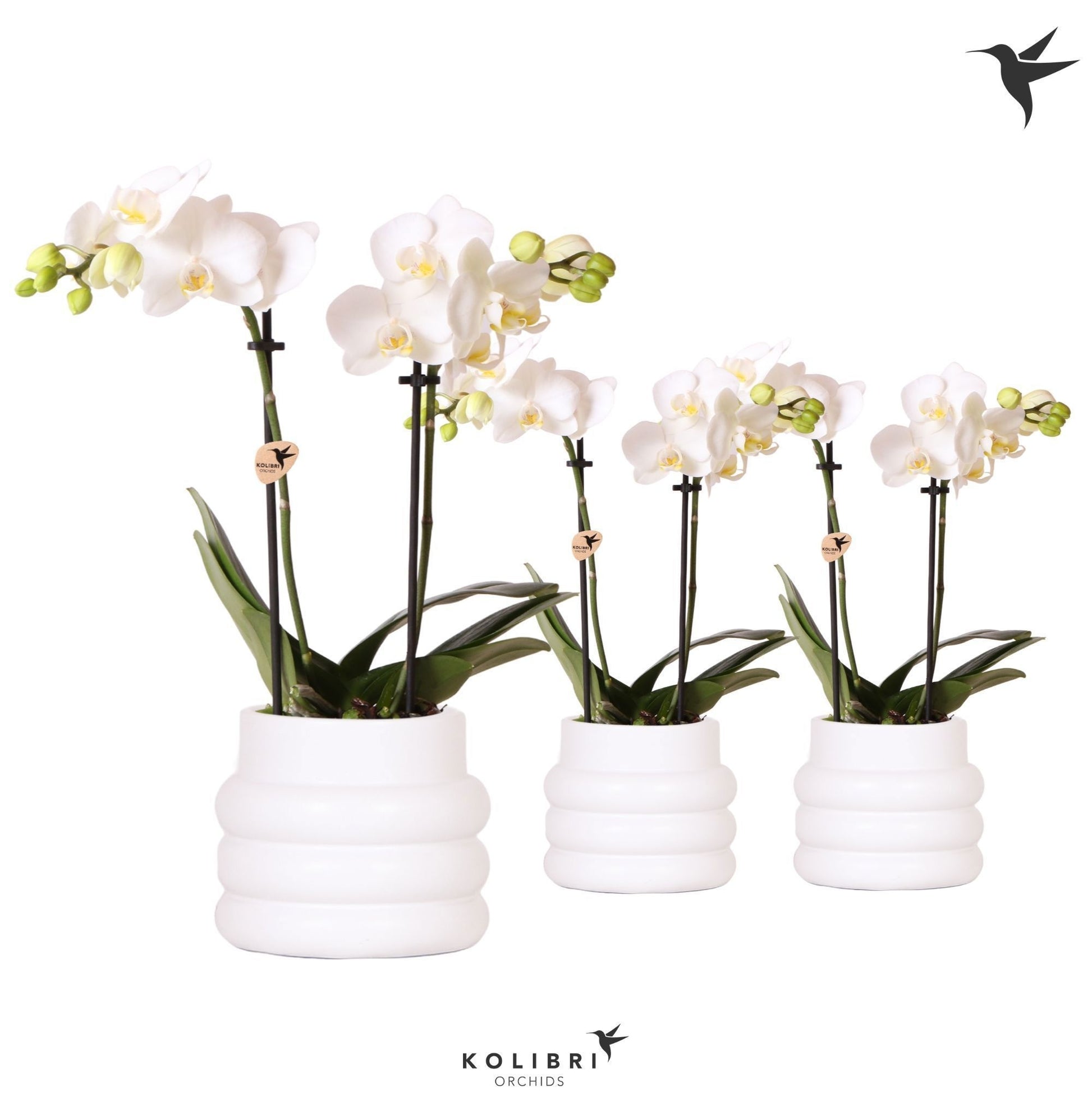 OK Plant Phalaenopsis multiflora white Pack of 6