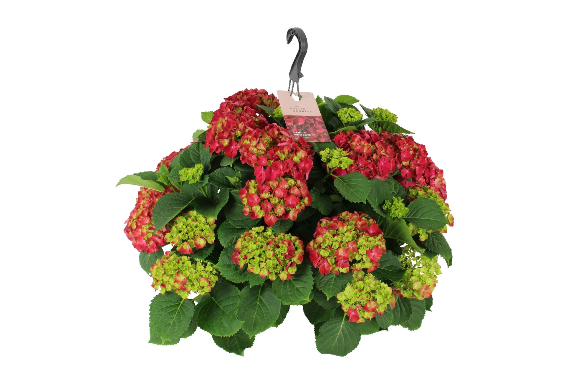 Hydrangea macr. Rood hangpot 45cm 27cm Pot