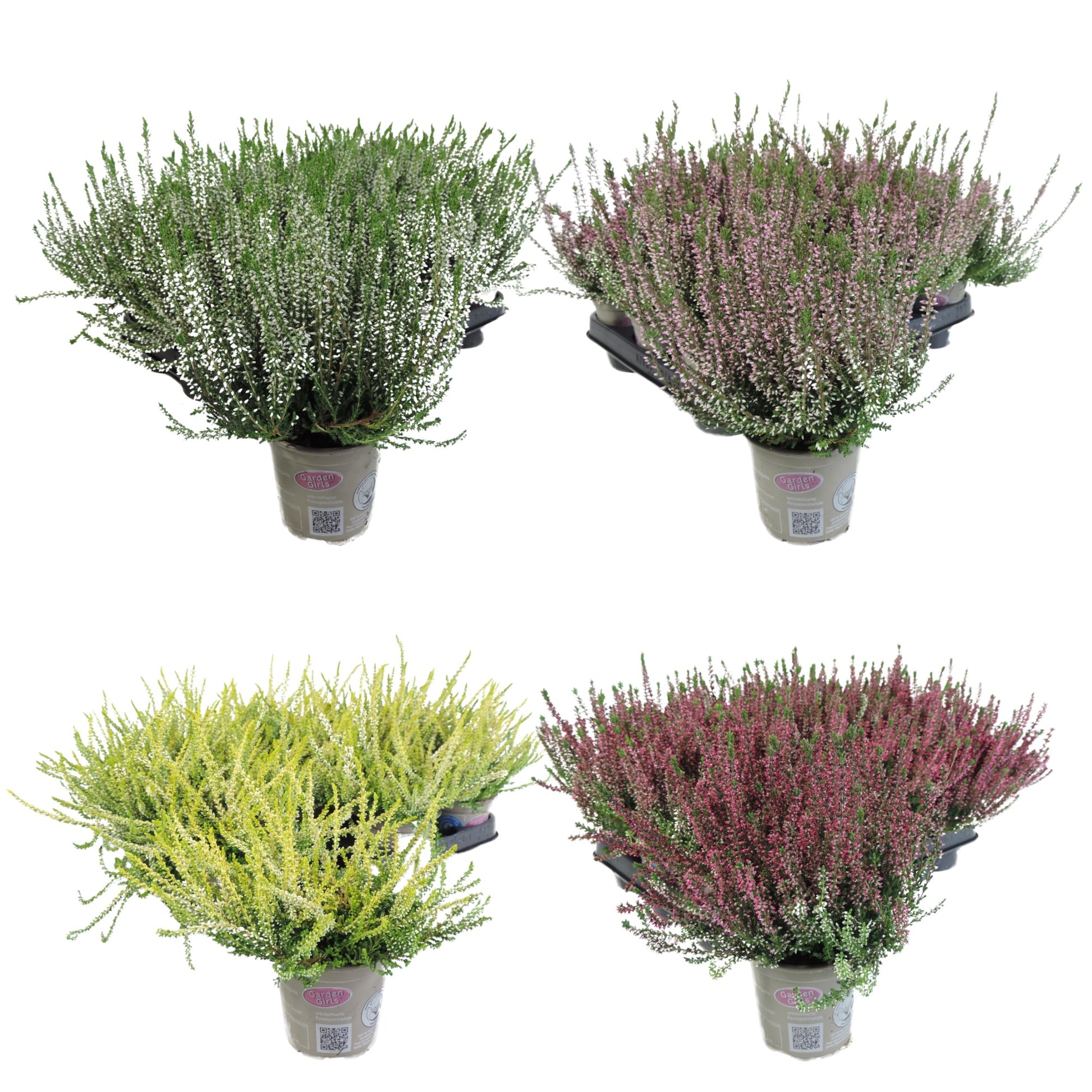 Calluna Garden Girls mix 20cm 9cm Pot