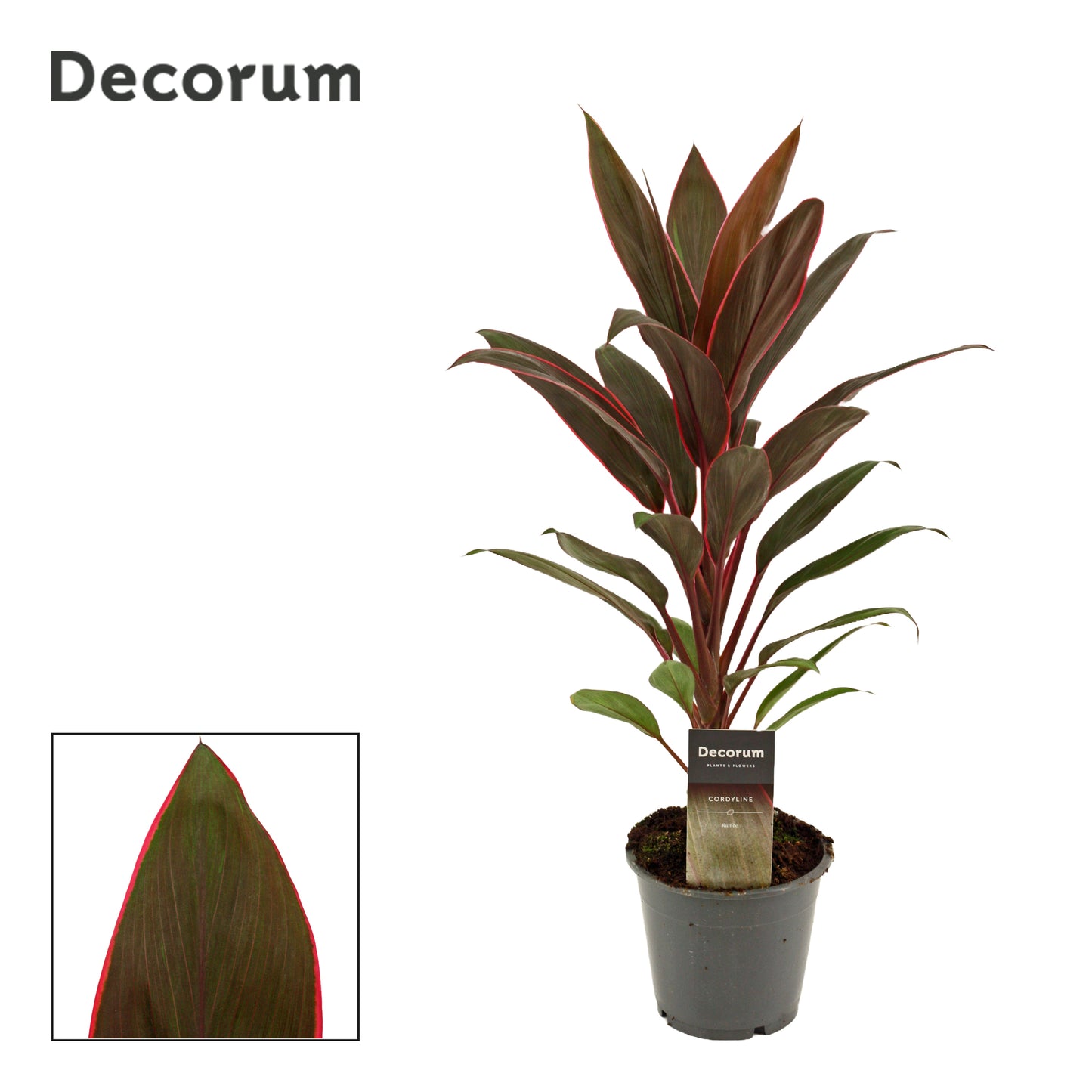Cordyline frut. Rumba 40cm 12cm Pot