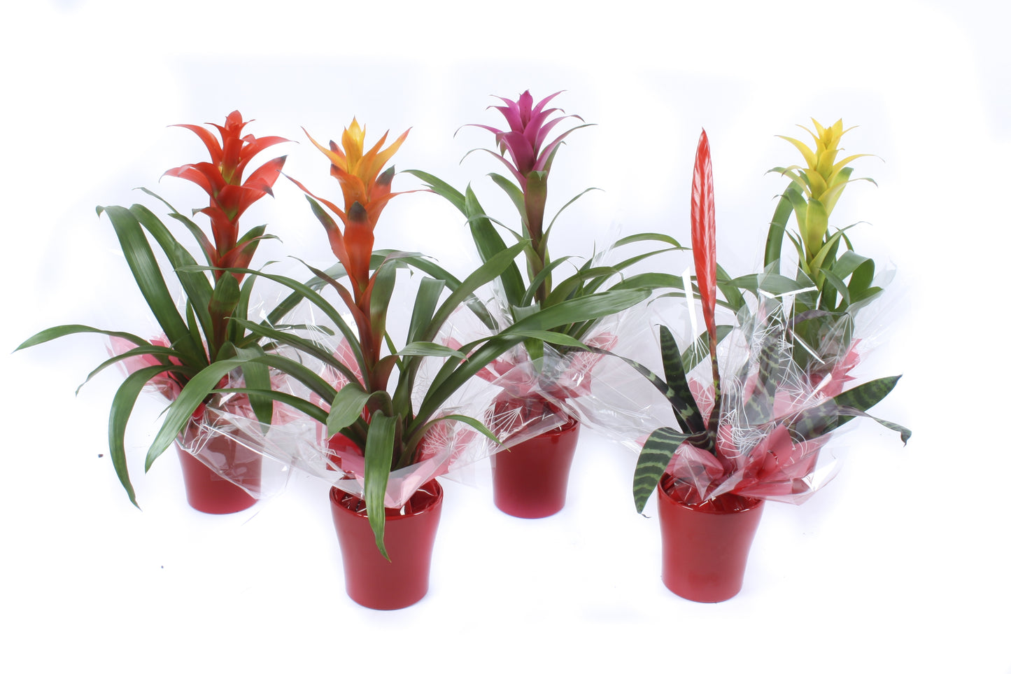 Bromelia mix 40cm 13cm Pot
