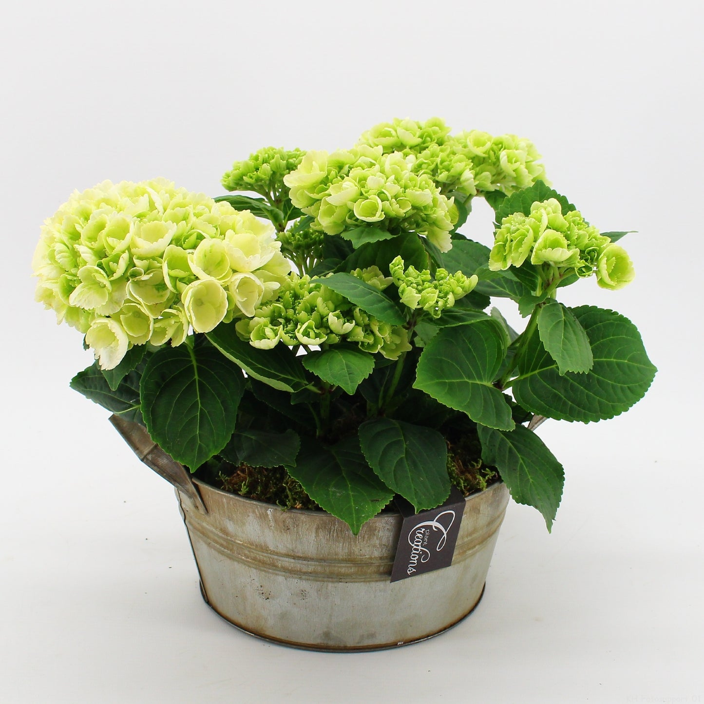 KHCR-2614W Hydrangea creations 30cm 23cm Pot