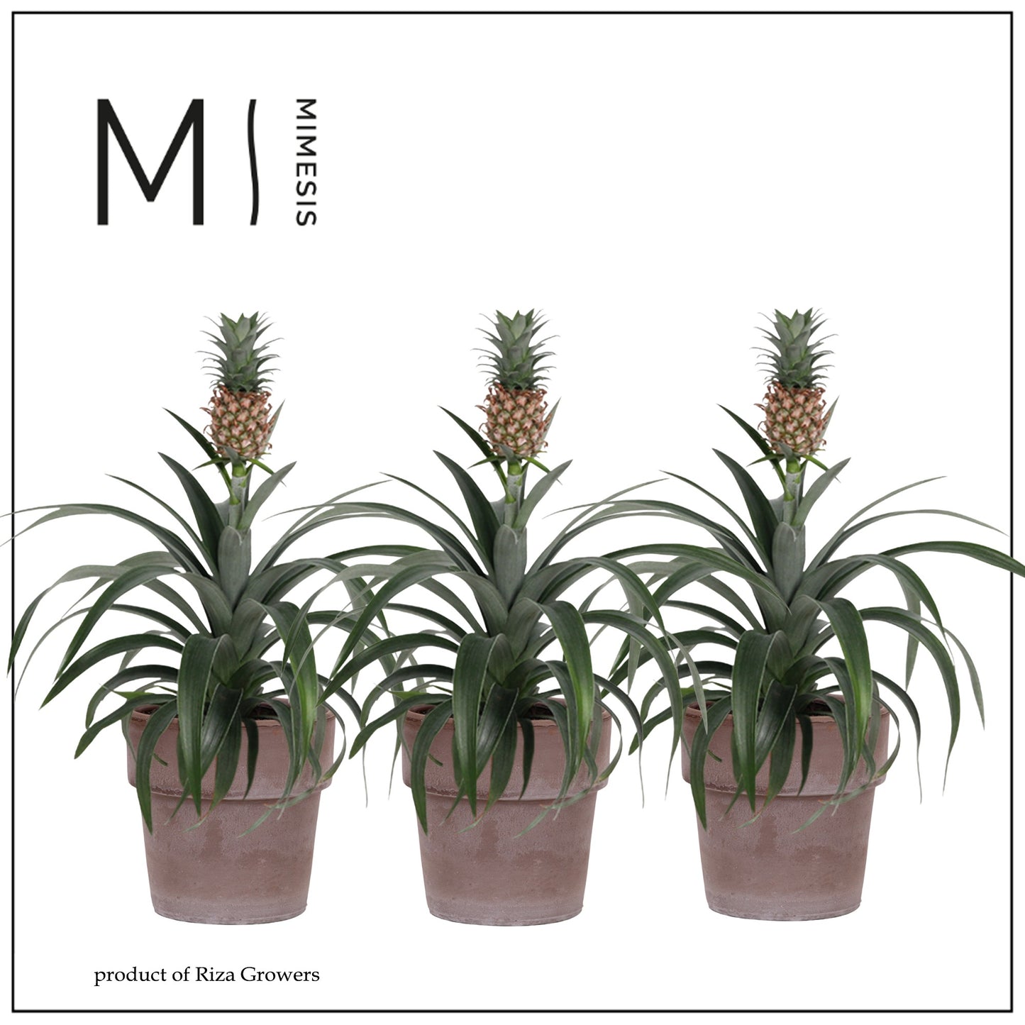 Ananas Mi Amigo (+ drp.ceramic) 35cm 12cm Pot