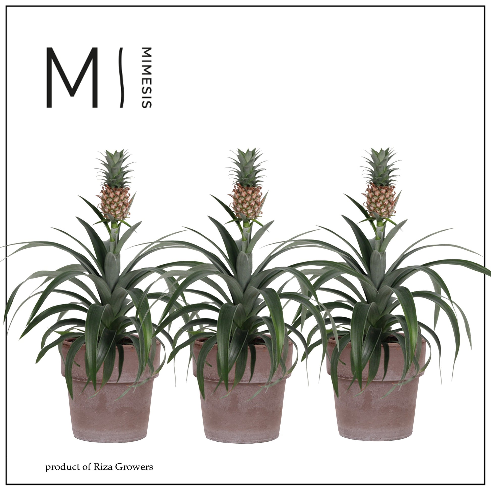 Ananas Mi Amigo (+ drp.ceramic) 35cm 12cm Pot