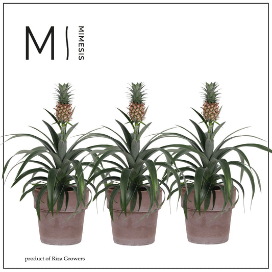 Ananas Mi Amigo (+ drp.ceramic) 35cm 12cm Pot