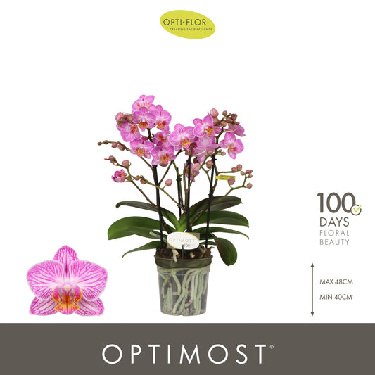 Phalaenopsis multiflora Honeybee 45cm 12cm Pot