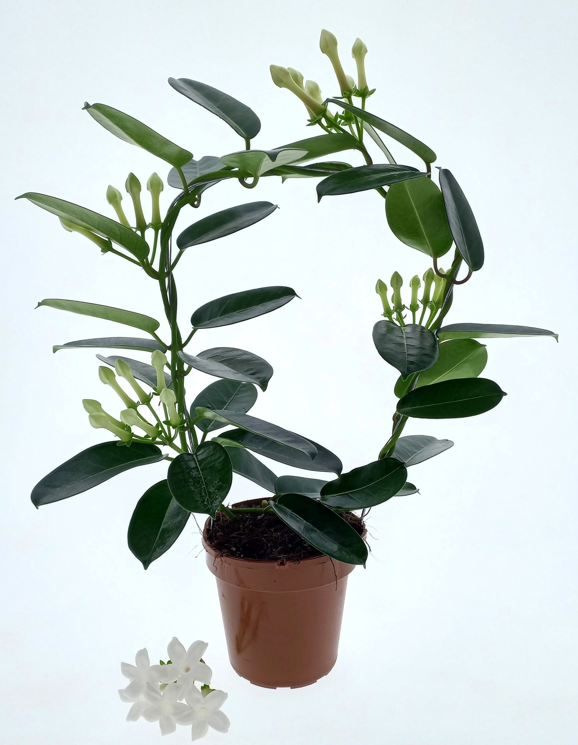 Stephanotis floribunda 45cm 12cm Pot