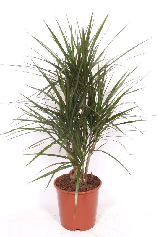 Dracaena marginata 120cm 24cm Pot