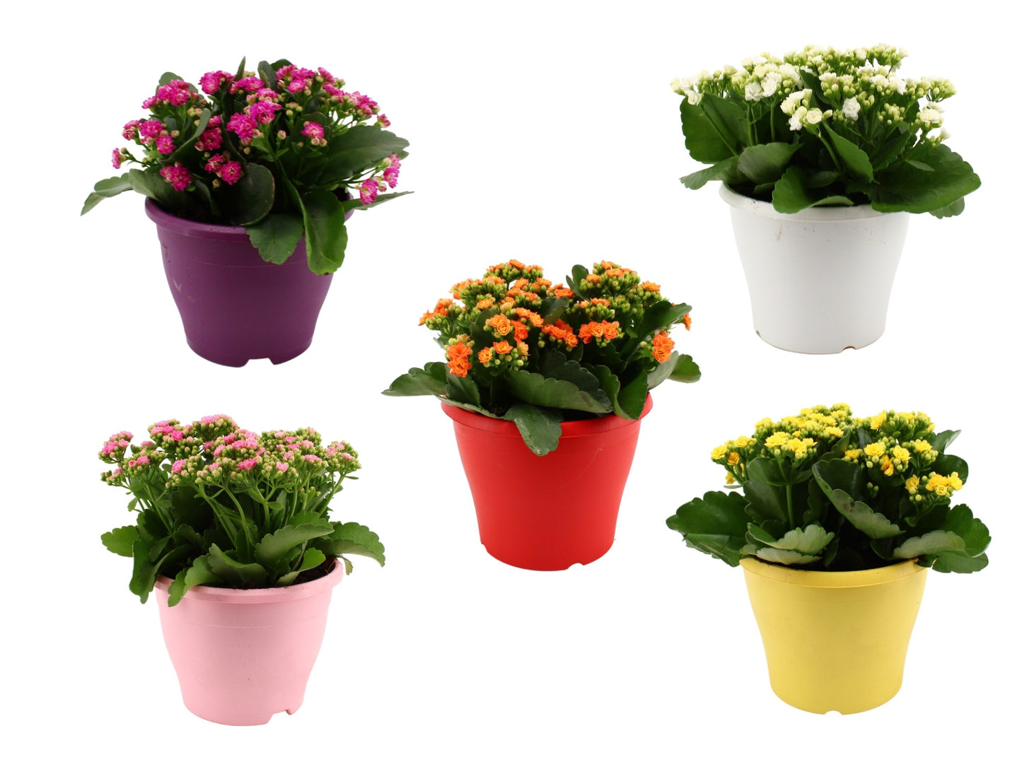 Kalanchoe mix 30cm 19cm Pot
