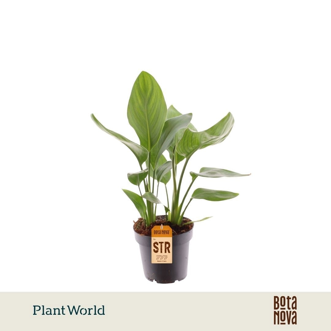 Plantworld Jogrow Strelitzia reginae Pack of 10
