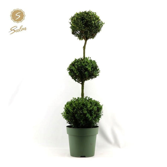 Salm, gebr. van der Buxus sempervirens Trioball Pack of 1