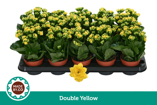 Kalanchoe Rosalina Don Amarillo 19cm 9cm Pot