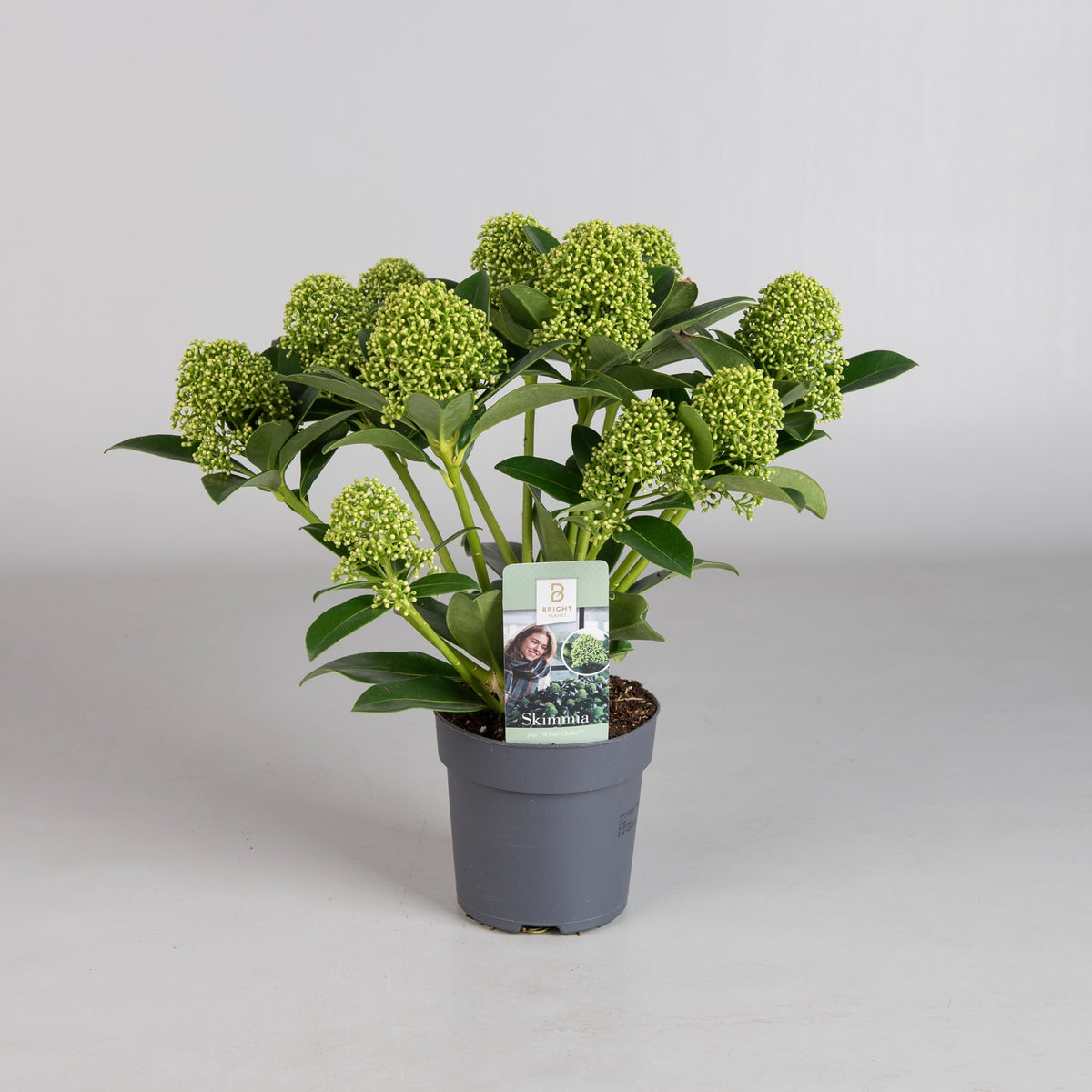 Skimmia japonica White Globe 20cm 10.5cm Pot