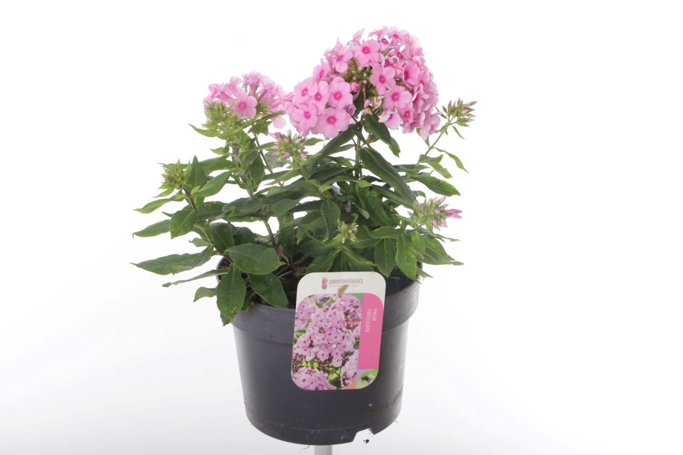 Phlox pan. Pink Flame 35cm 17cm Pot