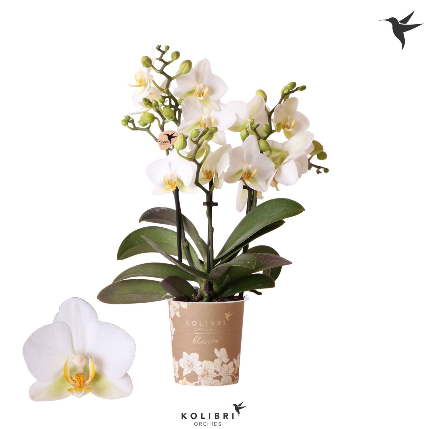 Phalaenopsis mf. Lausanne (+ drp.ceramic) 40cm 9cm Pot