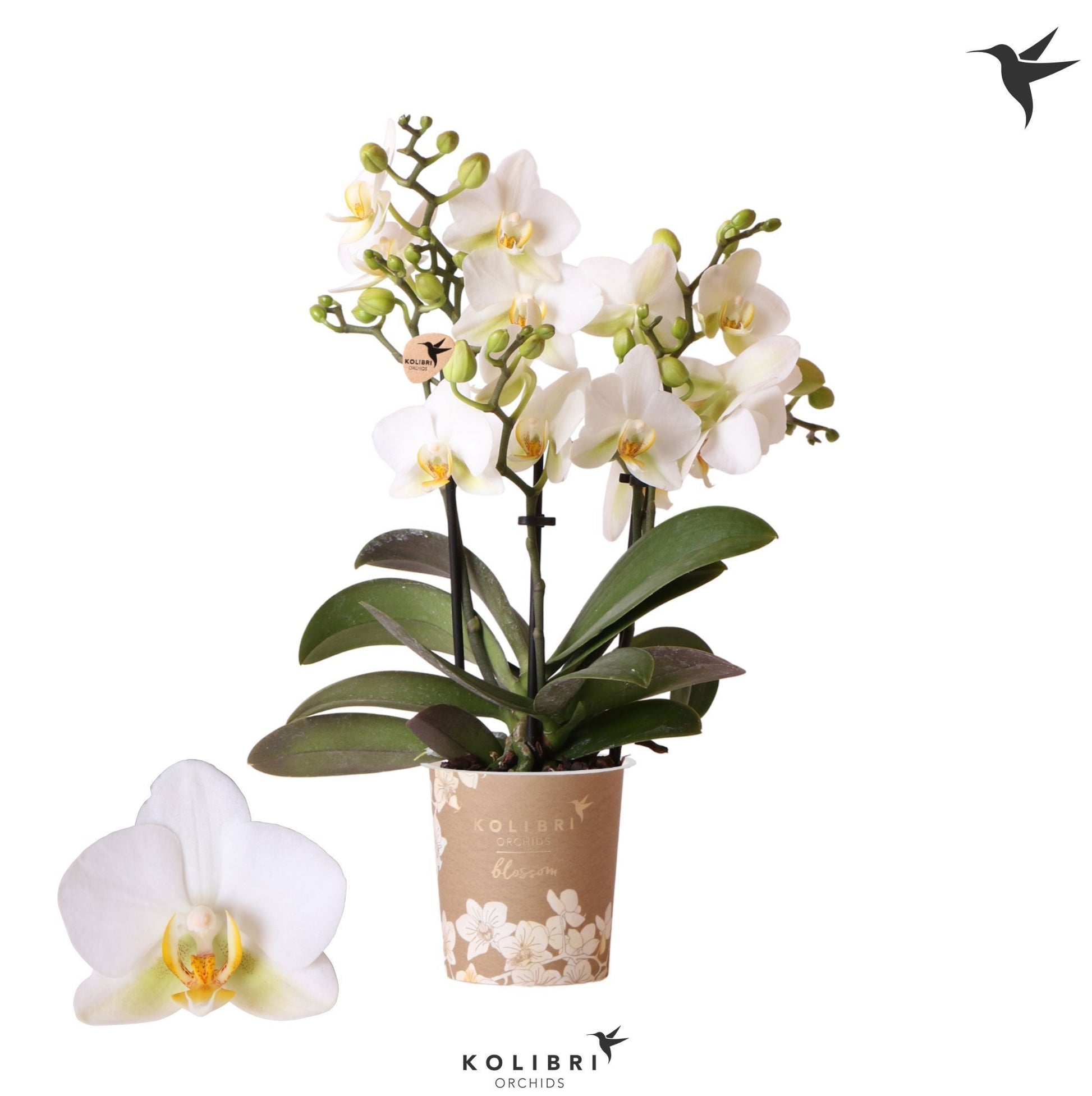 Phalaenopsis mf. Lausanne (+ drp.ceramic) 40cm 9cm Pot