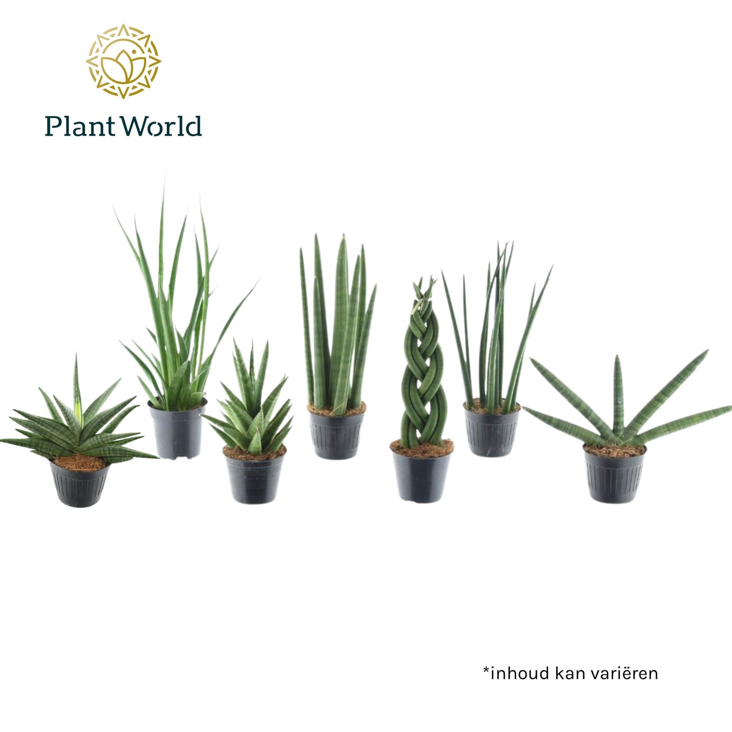 Sansevieria cylindrica 10cm 510cm Pot