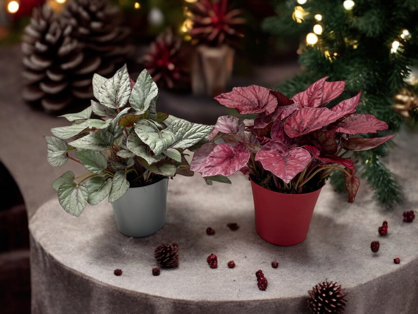 Berghoef Plants Begonia Beleaf mix Pack of 6