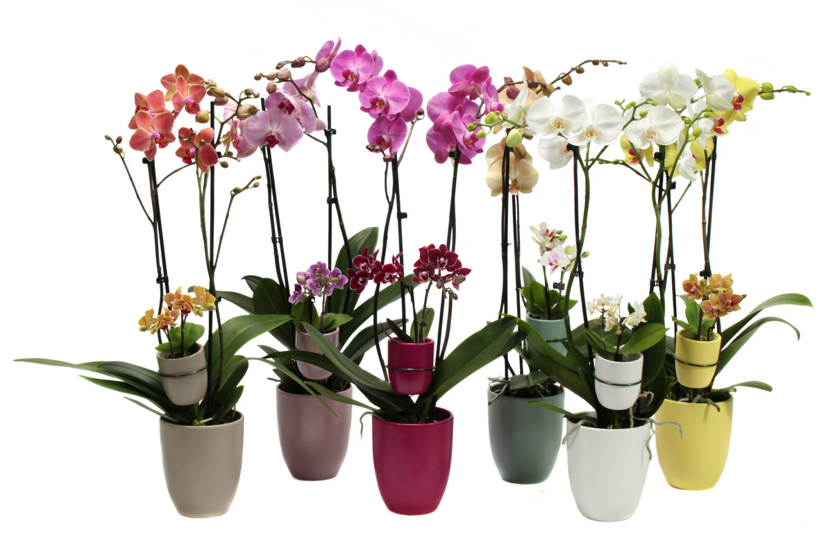 Phalaenopsis mix 60cm 12cm Pot