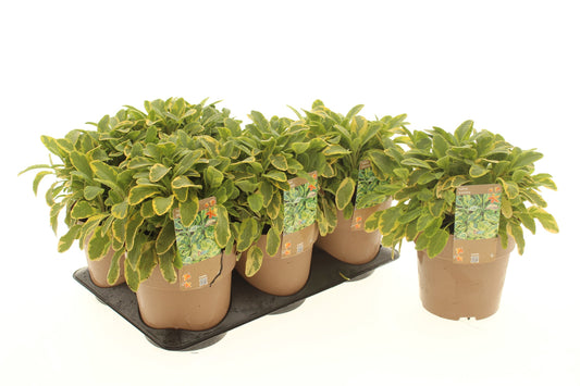 Salvia off. Icterina 25cm 15cm Pot
