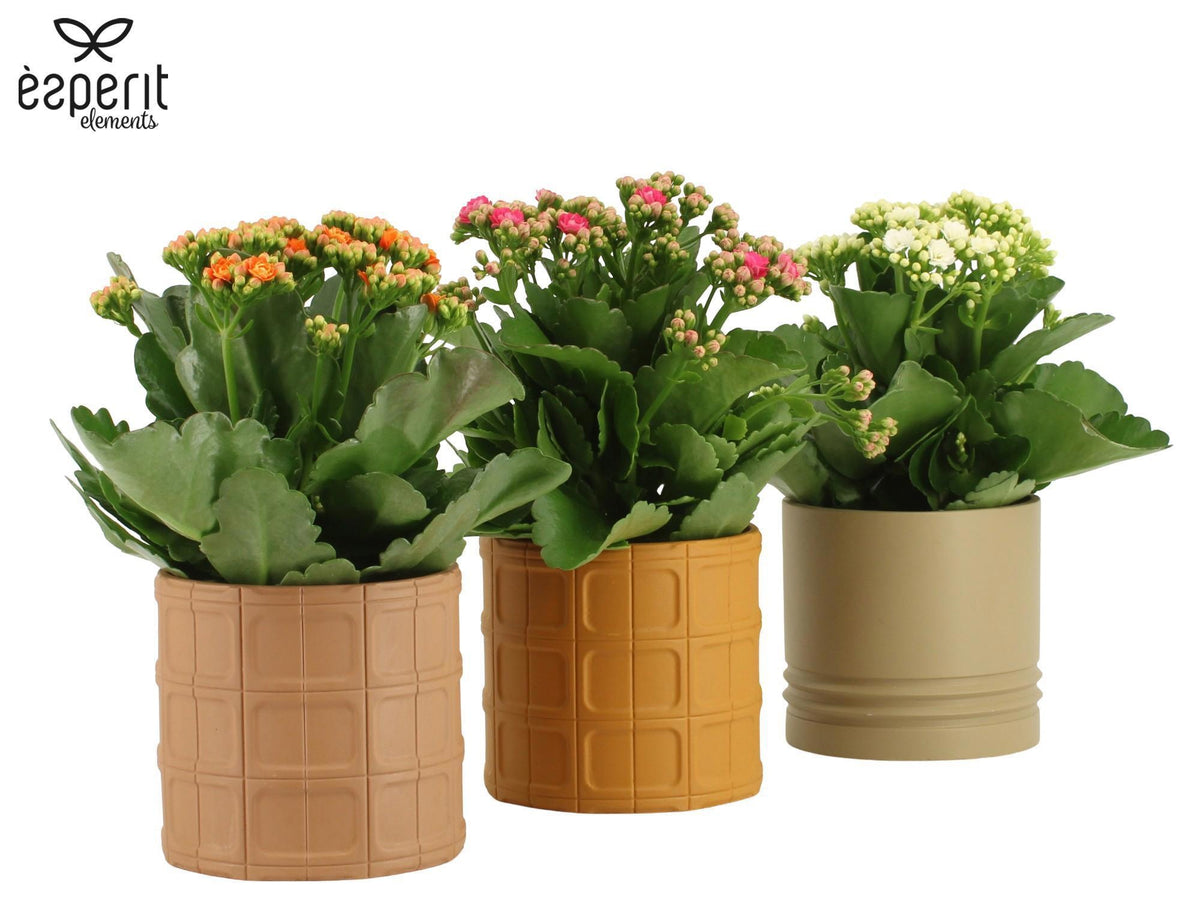 Kalanchoe Rosalina mix 27cm 12cm Pot