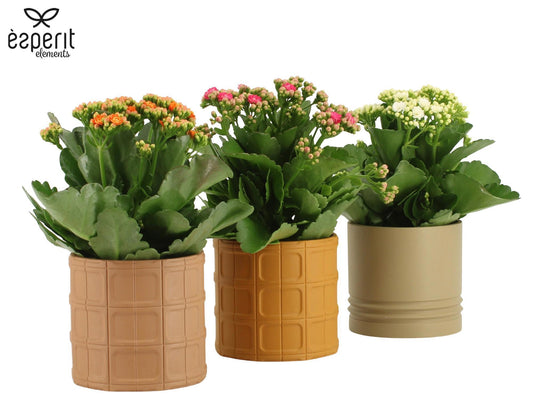 Kalanchoe Rosalina mix 27cm 12cm Pot