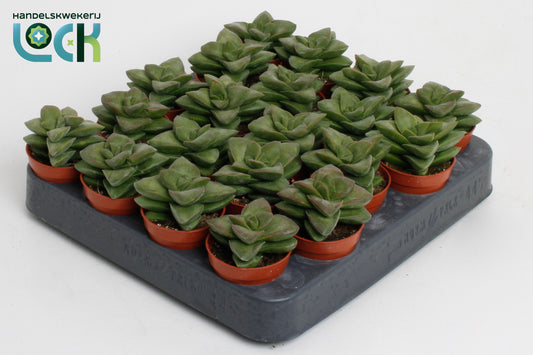 Crassula Springtime 8cm 505cm Pot