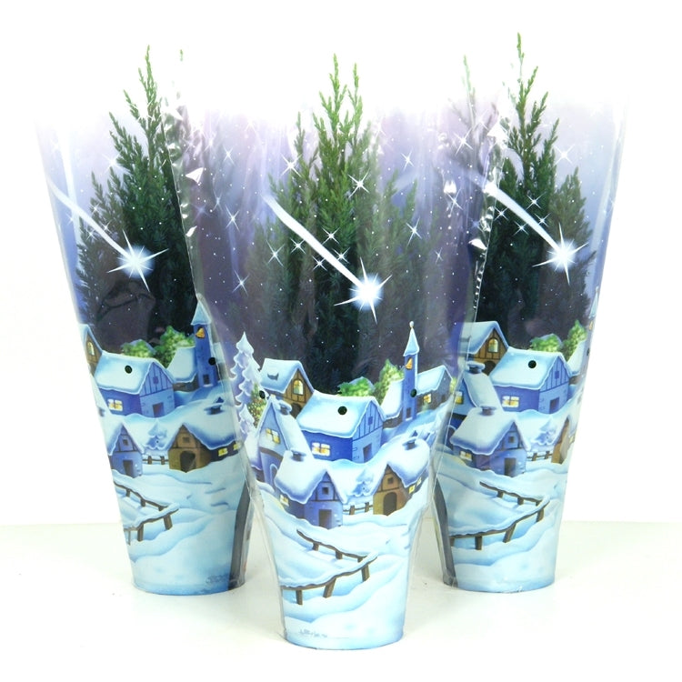 Juniperus Stricta 60cm 13cm Pot