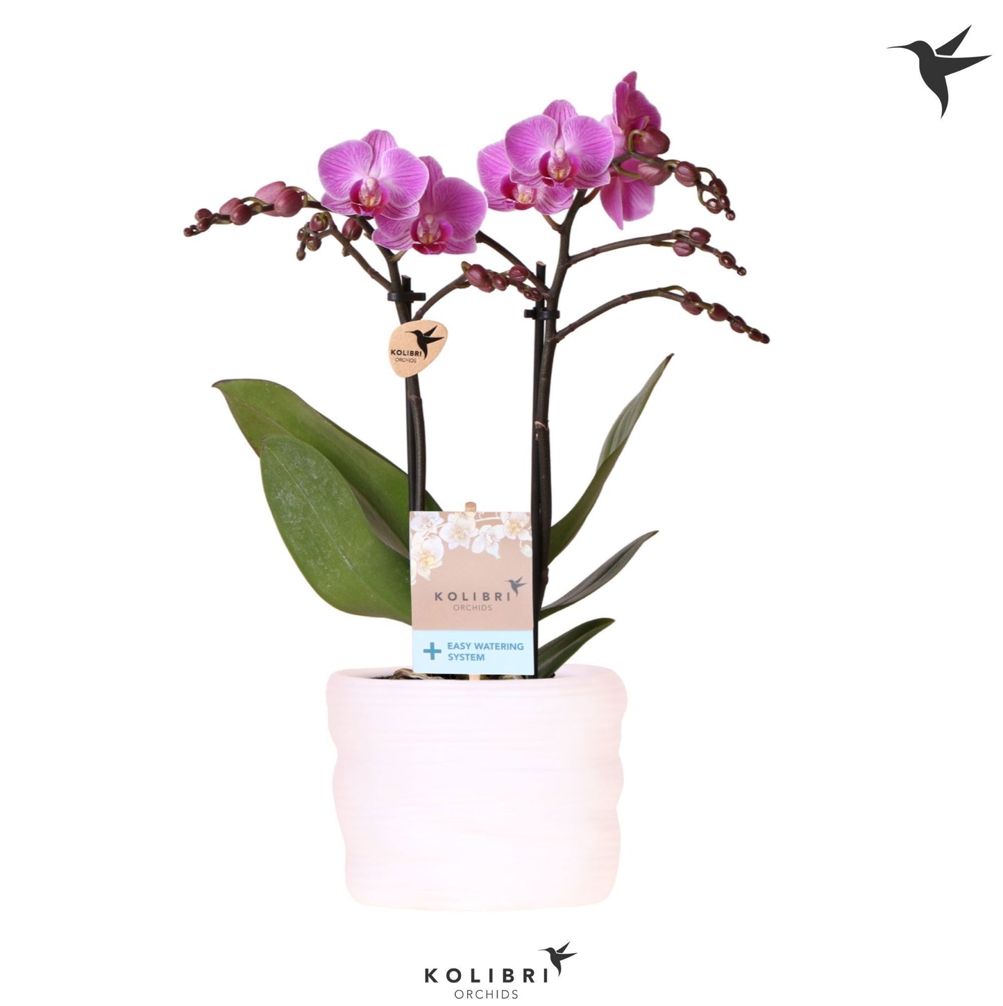 OK Plant Phalaenopsis Vienna Pack of 4